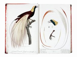 FRANOIS LEVAILLANT : Histoire naturelle des oiseaux de paradis et des rolliers, suivie de celle des Toucans et des Barbus. Tome premier (-second).  - Asta Libri a stampa dal XV al XIX secolo [Parte II] - Associazione Nazionale - Case d'Asta italiane