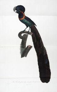 FRANOIS LEVAILLANT : Histoire naturelle des oiseaux de paradis et des rolliers, suivie de celle des Toucans et des Barbus. Tome premier (-second).  - Asta Libri a stampa dal XV al XIX secolo [Parte II] - Associazione Nazionale - Case d'Asta italiane