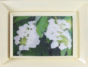 Chiara Dynys - Poisoned flower on bosphorvi