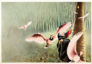 Pinardi - Raperonzolo