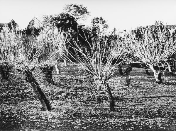 Mario Giacomelli : Presa di coscienza sulla natura  - Asta Fotografia - Associazione Nazionale - Case d'Asta italiane
