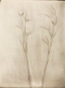 Arrigo Orsi - Senza titolo