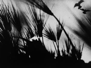 Mario Giacomelli - Poesia