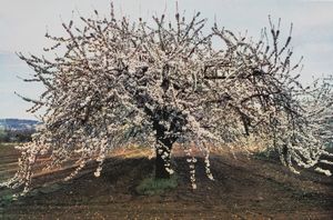 Frank Horvat - Arbres