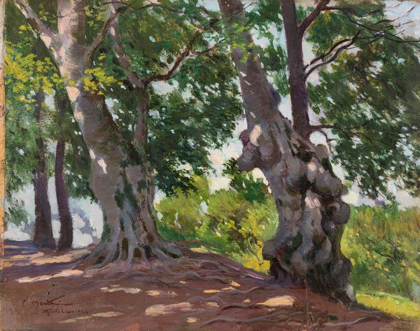 Carlo Montani : Vecchi tronchi in Monte Cavo  - Asta Arte Figurativa tra XIX e XX Secolo - Associazione Nazionale - Case d'Asta italiane