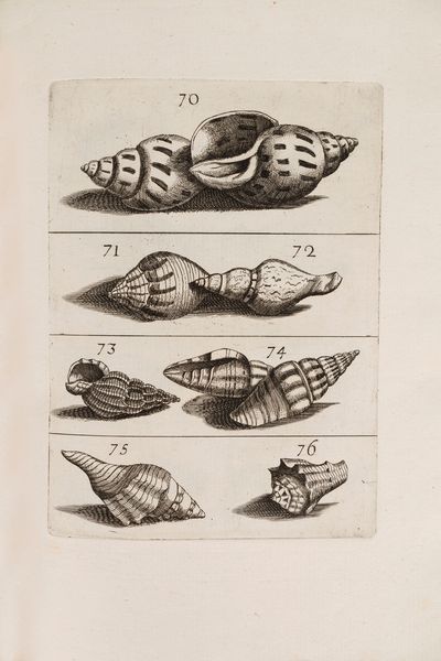 Filippo Buonanni : Ricreatione dell'occhio e della mente nell'osservation' delle chiocciole  - Asta Libri, Autografi e Stampe - Associazione Nazionale - Case d'Asta italiane