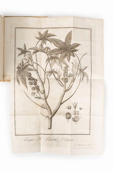 Giorgio Bonelli : Memoria intorno all'olio di ricino volgare. Aggiuntovi due opuscoli sulla stessa materia, l'uno del signor Canvane e l'altro del signor Hungerbyhler.  - Asta Libri, Autografi e Stampe - Associazione Nazionale - Case d'Asta italiane