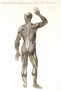 Paolo Mascagni - Anatomia universale [...] rappresentata con tavole in rame ridotte a minori forme di quelle della grande edizione pisana per Antonio Serantoni