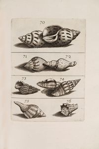 Filippo Buonanni - Ricreatione dell'occhio e della mente nell'osservation' delle chiocciole