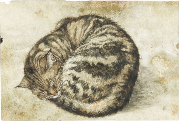 Scuola fiamminga del XVII secolo : Gatto addormentato  - Asta Importanti Arredi, Sculture e Dipinti Antichi - Associazione Nazionale - Case d'Asta italiane