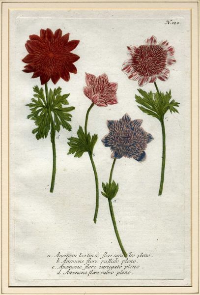 JOHANN WILHELM WEINMANN : Sette tavole botaniche da Phytanthoza Iconographia.  - Asta Arte Antica, Moderna e Contemporanea [Parte I] - Associazione Nazionale - Case d'Asta italiane