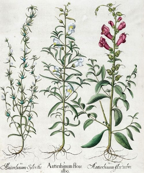 BASILIUS BESLER : Quattro tavole da Hortus Eystettensis.  - Asta Arte Antica, Moderna e Contemporanea [Parte I] - Associazione Nazionale - Case d'Asta italiane