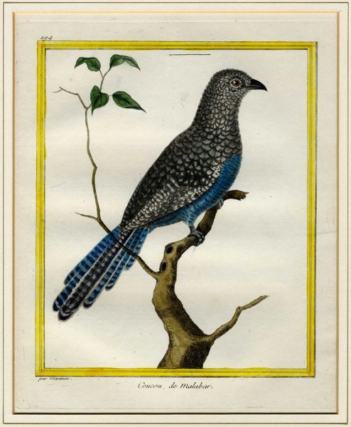 FRANOIS NICOLAS MARTINET : Cinque tavole ornitologiche.  - Asta Arte Antica, Moderna e Contemporanea [Parte I] - Associazione Nazionale - Case d'Asta italiane