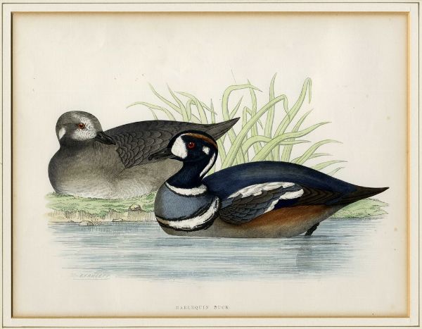 FRANOIS NICOLAS MARTINET : Cinque tavole ornitologiche.  - Asta Arte Antica, Moderna e Contemporanea [Parte I] - Associazione Nazionale - Case d'Asta italiane