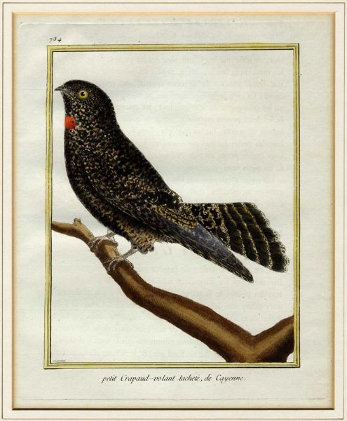 FRANOIS NICOLAS MARTINET : Cinque tavole ornitologiche.  - Asta Arte Antica, Moderna e Contemporanea [Parte I] - Associazione Nazionale - Case d'Asta italiane