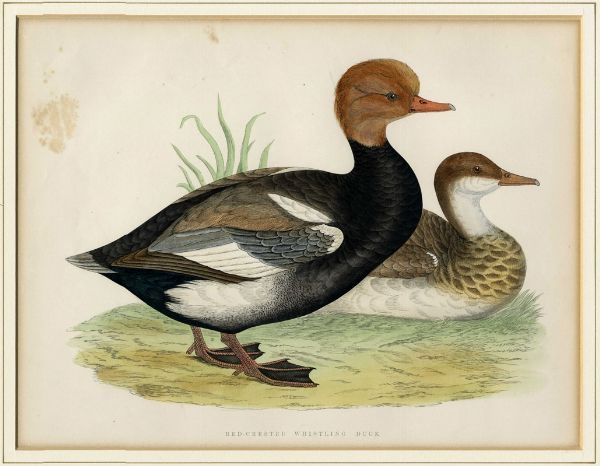 FRANOIS NICOLAS MARTINET : Cinque tavole ornitologiche.  - Asta Arte Antica, Moderna e Contemporanea [Parte I] - Associazione Nazionale - Case d'Asta italiane