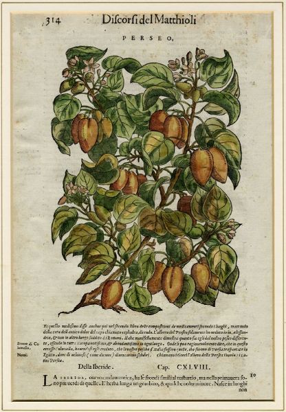 PIETRO ANDREA MATTIOLI : Ciregie / Perseo.  - Asta Arte Antica, Moderna e Contemporanea [Parte I] - Associazione Nazionale - Case d'Asta italiane