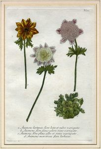 JOHANN WILHELM WEINMANN - Sette tavole botaniche da Phytanthoza Iconographia.