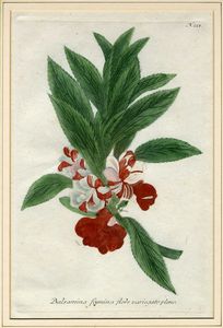 JOHANN WILHELM WEINMANN : Sette tavole botaniche da Phytanthoza Iconographia.  - Asta Arte Antica, Moderna e Contemporanea [Parte I] - Associazione Nazionale - Case d'Asta italiane