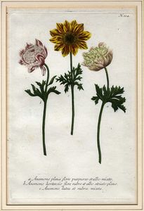 JOHANN WILHELM WEINMANN : Sette tavole botaniche da Phytanthoza Iconographia.  - Asta Arte Antica, Moderna e Contemporanea [Parte I] - Associazione Nazionale - Case d'Asta italiane