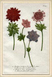 JOHANN WILHELM WEINMANN : Sette tavole botaniche da Phytanthoza Iconographia.  - Asta Arte Antica, Moderna e Contemporanea [Parte I] - Associazione Nazionale - Case d'Asta italiane