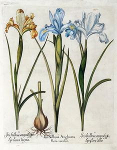 BASILIUS BESLER : Quattro tavole da Hortus Eystettensis.  - Asta Arte Antica, Moderna e Contemporanea [Parte I] - Associazione Nazionale - Case d'Asta italiane