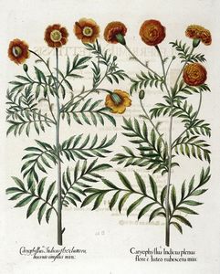 BASILIUS BESLER - Quattro tavole da Hortus Eystettensis.
