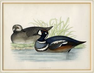 FRANOIS NICOLAS MARTINET : Cinque tavole ornitologiche.  - Asta Arte Antica, Moderna e Contemporanea [Parte I] - Associazione Nazionale - Case d'Asta italiane