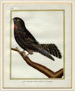 FRANOIS NICOLAS MARTINET : Cinque tavole ornitologiche.  - Asta Arte Antica, Moderna e Contemporanea [Parte I] - Associazione Nazionale - Case d'Asta italiane