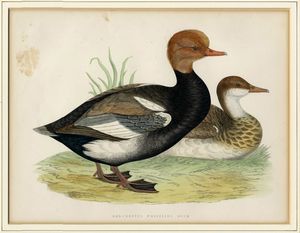 FRANOIS NICOLAS MARTINET : Cinque tavole ornitologiche.  - Asta Arte Antica, Moderna e Contemporanea [Parte I] - Associazione Nazionale - Case d'Asta italiane