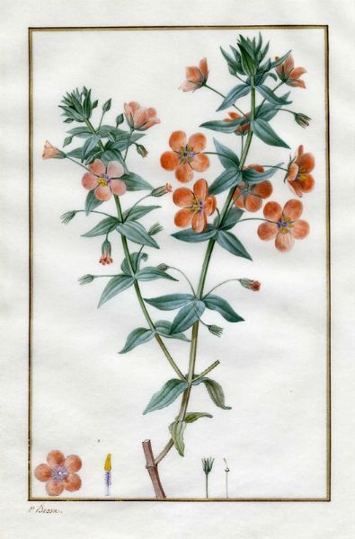 PANCRACE BESSA : Study of Thunbergia Alata.  - Asta Arte Antica, Moderna e Contemporanea [Parte II] - Associazione Nazionale - Case d'Asta italiane