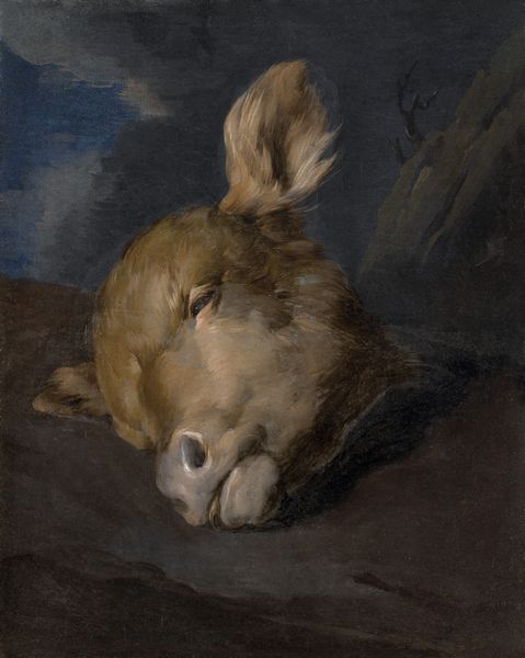 Scuola napoletana della seconda met del XVIII secolo Testa di vitello  - Asta Dipinti Antichi - Associazione Nazionale - Case d'Asta italiane