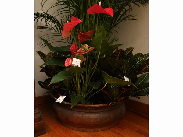 Lotto di piante da appartamento  - Asta Una casa fiorentina. Tra tradizione e modernit Le collezioni, i dipinti, gli arredi - III  - Associazione Nazionale - Case d'Asta italiane