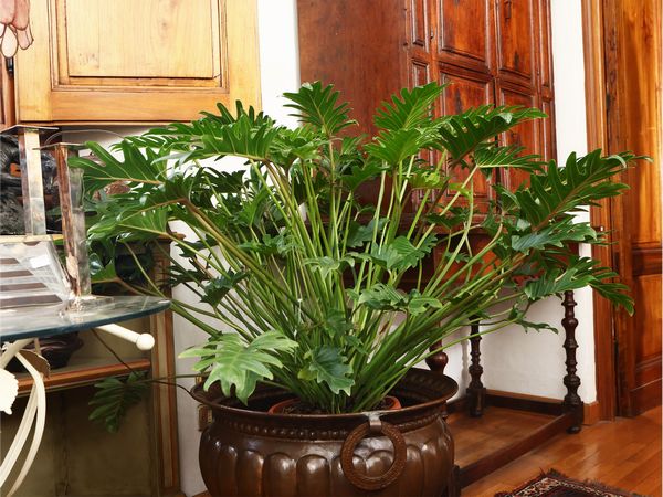 Pinata di Filodendro Xanadu  - Asta Una casa fiorentina. Tra tradizione e modernit Le collezioni, i dipinti, gli arredi - III  - Associazione Nazionale - Case d'Asta italiane