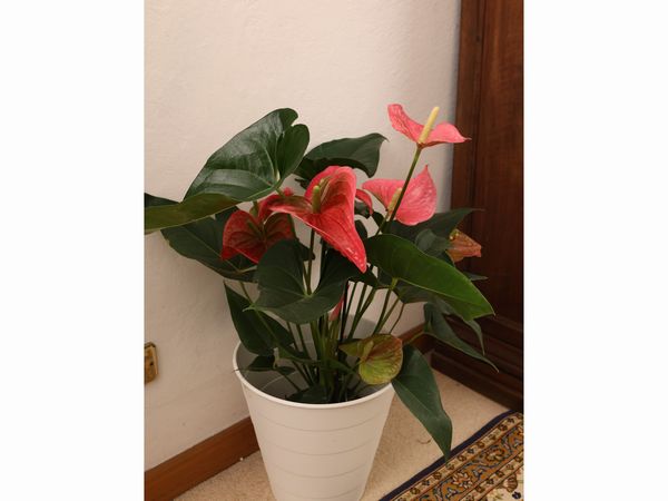 Lotto di piante da appartamento  - Asta Una casa fiorentina. Tra tradizione e modernit Le collezioni, i dipinti, gli arredi - III  - Associazione Nazionale - Case d'Asta italiane