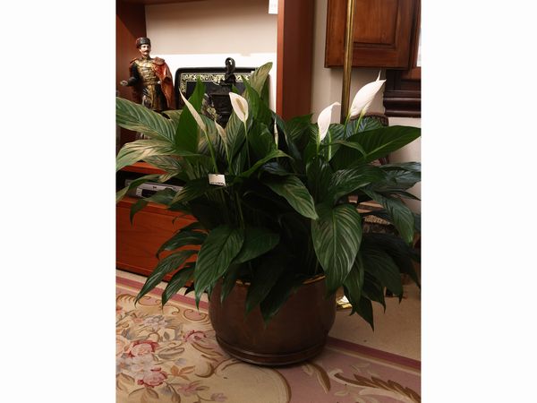 Lotto di piante da appartamento  - Asta Una casa fiorentina. Tra tradizione e modernit Le collezioni, i dipinti, gli arredi - III  - Associazione Nazionale - Case d'Asta italiane