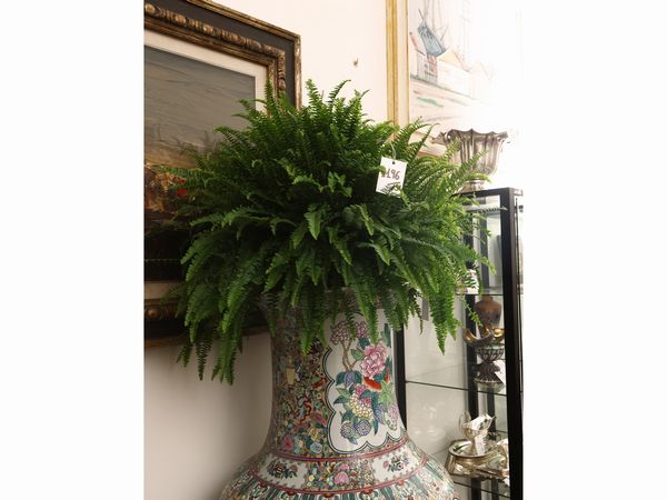 Lotto di piante da appartamento  - Asta Una casa fiorentina. Tra tradizione e modernit Le collezioni, i dipinti, gli arredi - III  - Associazione Nazionale - Case d'Asta italiane