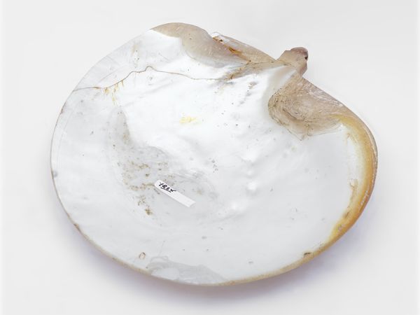 Conchiglia da pellegrino in madreperla  - Asta Una casa fiorentina. Tra tradizione e modernit Le collezioni, i dipinti, gli arredi - III  - Associazione Nazionale - Case d'Asta italiane