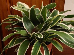 Lotto di piante da appartamento  - Asta Una casa fiorentina. Tra tradizione e modernit Le collezioni, i dipinti, gli arredi - III  - Associazione Nazionale - Case d'Asta italiane