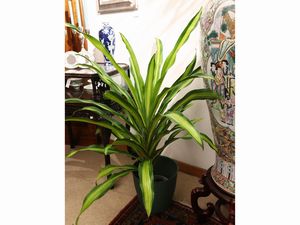 Lotto di piante da appartamento  - Asta Una casa fiorentina. Tra tradizione e modernit Le collezioni, i dipinti, gli arredi - III  - Associazione Nazionale - Case d'Asta italiane