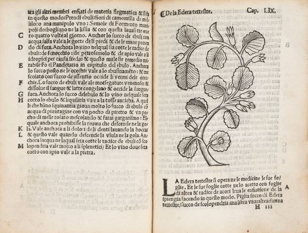 ARNALDO DE VILANOVA : Herbolario volgare, nel qual e le virtu de le herbe: & molti altri simplici se dechiarano: con alcune belle aggionte nouamente di latino in volgare tradutto  - Asta Libri, Autografi e Stampe - Associazione Nazionale - Case d'Asta italiane