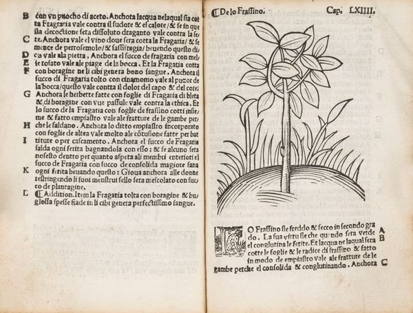 ARNALDO DE VILANOVA : Herbolario volgare, nel qual e le virtu de le herbe: & molti altri simplici se dechiarano: con alcune belle aggionte nouamente di latino in volgare tradutto  - Asta Libri, Autografi e Stampe - Associazione Nazionale - Case d'Asta italiane