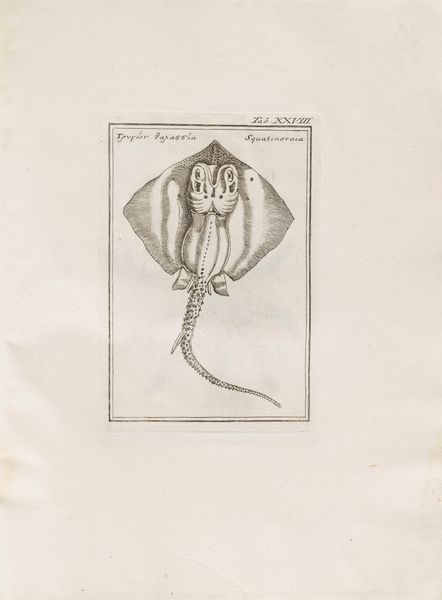 Fabio Colonna : Lyncei Phytobasanos cui accessit Vita Fabi et Lynceorum notitia adnotationesque in Phytobasanon Iano Planco Ariminensi auctore  - Asta Libri, Autografi e Stampe - Associazione Nazionale - Case d'Asta italiane