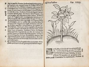 ARNALDO DE VILANOVA : Herbolario volgare, nel qual e le virtu de le herbe: & molti altri simplici se dechiarano: con alcune belle aggionte nouamente di latino in volgare tradutto  - Asta Libri, Autografi e Stampe - Associazione Nazionale - Case d'Asta italiane
