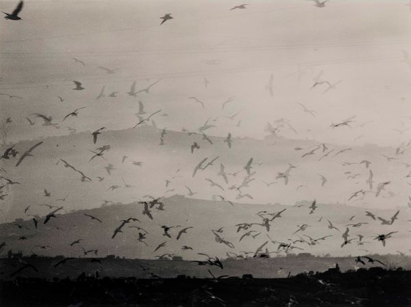 Mario Giacomelli : Voglia di vivere  - Asta Fotografia - Associazione Nazionale - Case d'Asta italiane