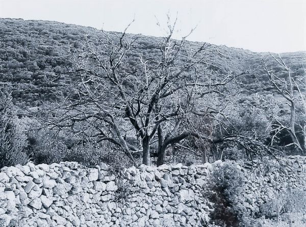 Abbas Gharib : lotto formato da quattro fotografie Trees (Composition)  - Asta Fotografia - Associazione Nazionale - Case d'Asta italiane