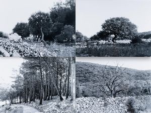 Abbas Gharib - lotto formato da quattro fotografie Trees (Composition)