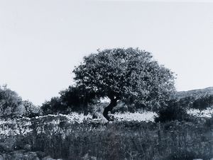 Abbas Gharib : lotto formato da quattro fotografie Trees (Composition)  - Asta Fotografia - Associazione Nazionale - Case d'Asta italiane