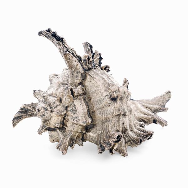 Conchiglia rivestita in argento. Etichetta a scudo Mario Buccellati. Italia, XX-XXI secolo  - Asta Argenti da Collezione | Antichi - Associazione Nazionale - Case d'Asta italiane