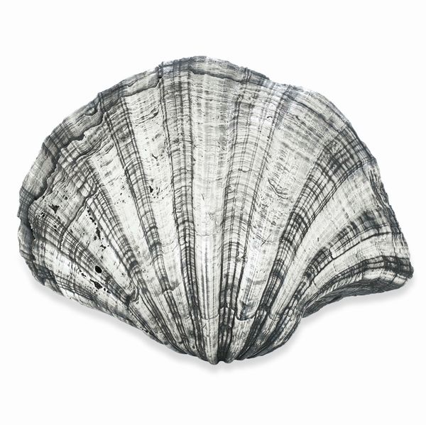 Grande conchiglia rivestita in argento. Etichetta a scudo Mario Buccellati. Italia, XX-XXI secolo  - Asta Argenti da Collezione | Antichi - Associazione Nazionale - Case d'Asta italiane